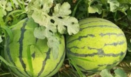免费吃瓜最新入口,畅享无界限的娱乐盛宴