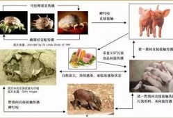 猪瘟最新爆料消息新闻,揭秘病毒传播途径与防控措施