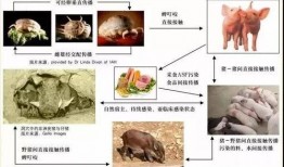 猪瘟最新爆料消息新闻,揭秘病毒传播途径与防控措施