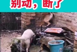 爆料视频 搞笑