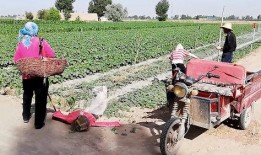 农村大叔免费吃瓜视频,视频走红网络，揭秘乡村生活新风尚