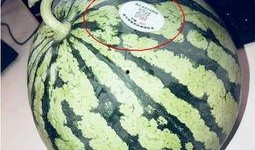 百万网红最新吃瓜