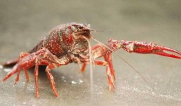 爆料杨氏小龙虾视频播放,观看量飙升揭秘美食背后的故事