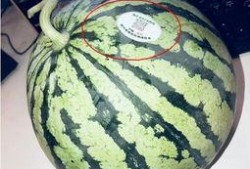 网红宿舍吃瓜,揭秘宿舍里的“吃瓜”风云