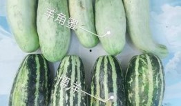 百万网红最新吃瓜
