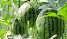 吃瓜群众免费吃瓜微信收费,微信吃瓜群众体验大转变