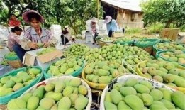 芒果和百色最新爆料,揭秘背后惊人真相