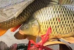 鱼死网最新爆料,揭秘娱乐圈惊天内幕