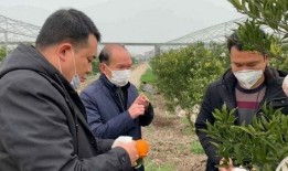 镇长 在线观看,在线观看揭秘权力与民生