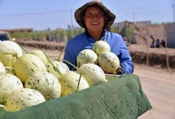 甘肃张掖网红吃瓜事件,一场网络狂欢背后的争议与反思