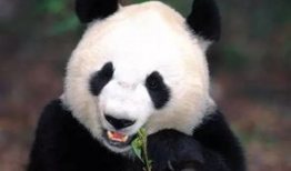 爆料潮汕熊猫视频大全,视频大全带你领略国宝风采