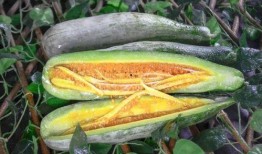 呱呱爆料网红爆料吃瓜