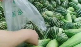 农村大叔免费吃瓜视频,视频走红网络，揭秘乡村生活新风尚