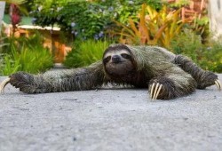 蜜獾爆料自己的视频大全,趣味瞬间尽收眼底