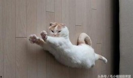 东北猫咪爆料视频大全,视频大全集锦