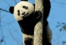 爆料潮汕熊猫视频大全,视频大全带你领略国宝风采