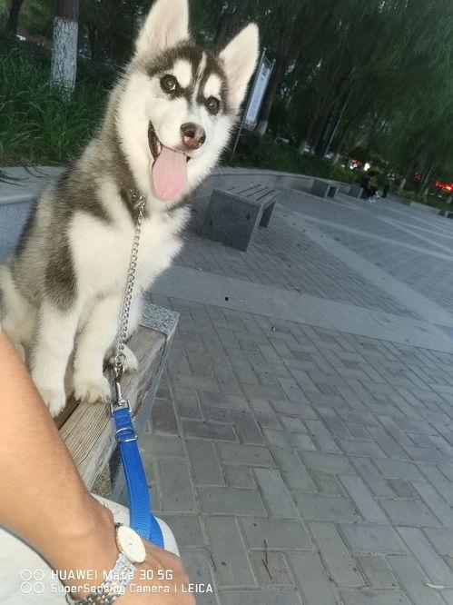 娱乐吃瓜酱二哈,揭秘娱乐圈那些不为人知的幕后故事